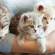 A person holding 3 cute kittens in his arms