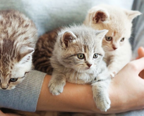 A person holding 3 cute kittens in his arms