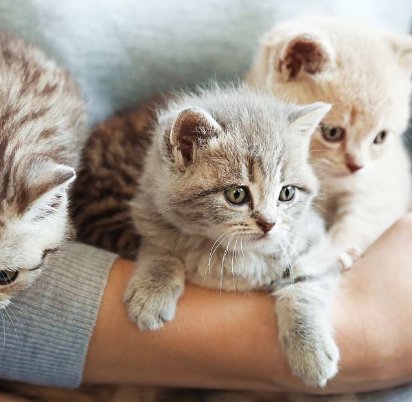 A person holding 3 cute kittens in his arms