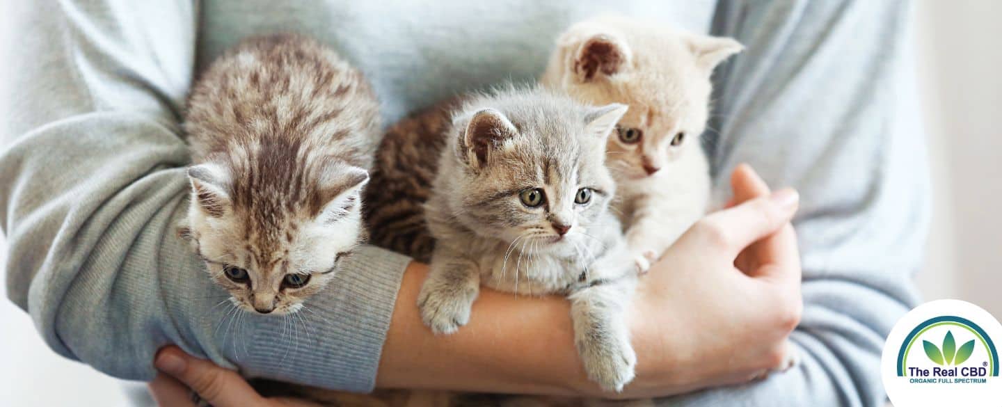 Une personne tenant 3 adorables chatons dans ses bras