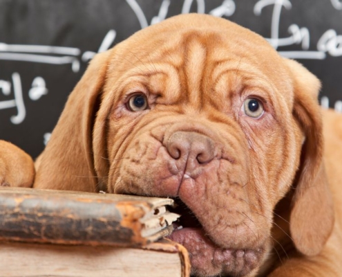 Cute puppy chewing on an old book