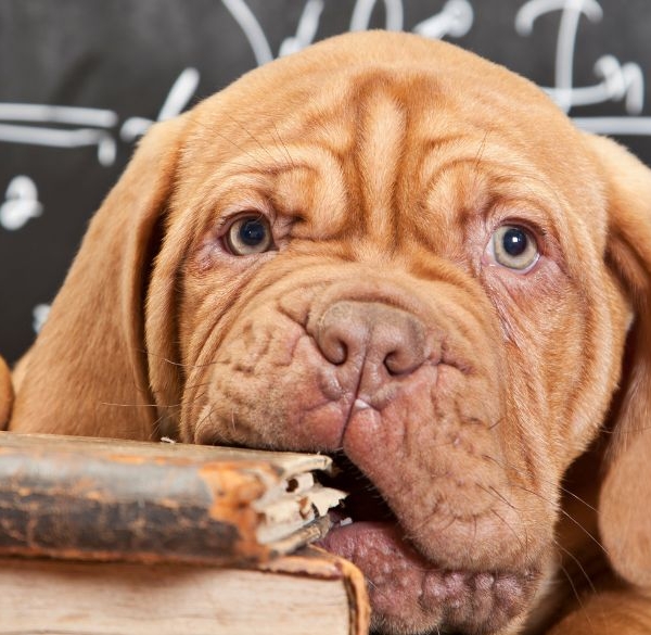 Cute puppy chewing on an old book