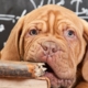 Cute puppy chewing on an old book