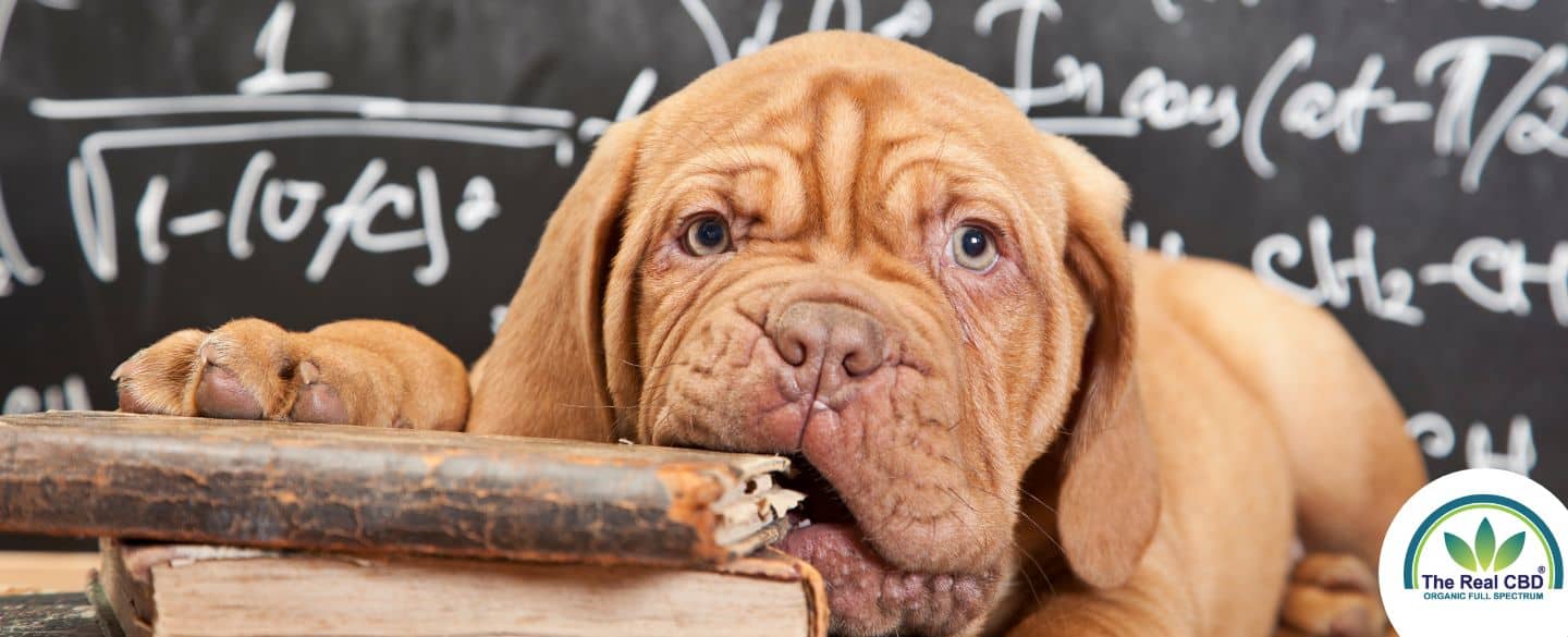 Cute puppy chewing on an old book