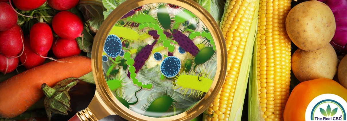 bacteria on food seen through a magnifying glass