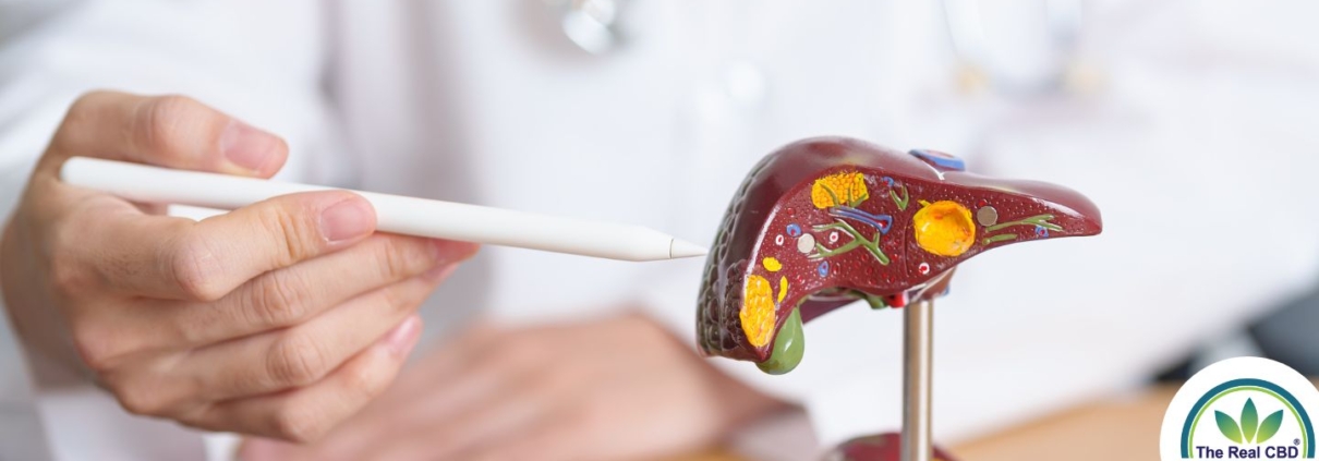 Doctor explaining hepatitis to a patient with a plastic liver model