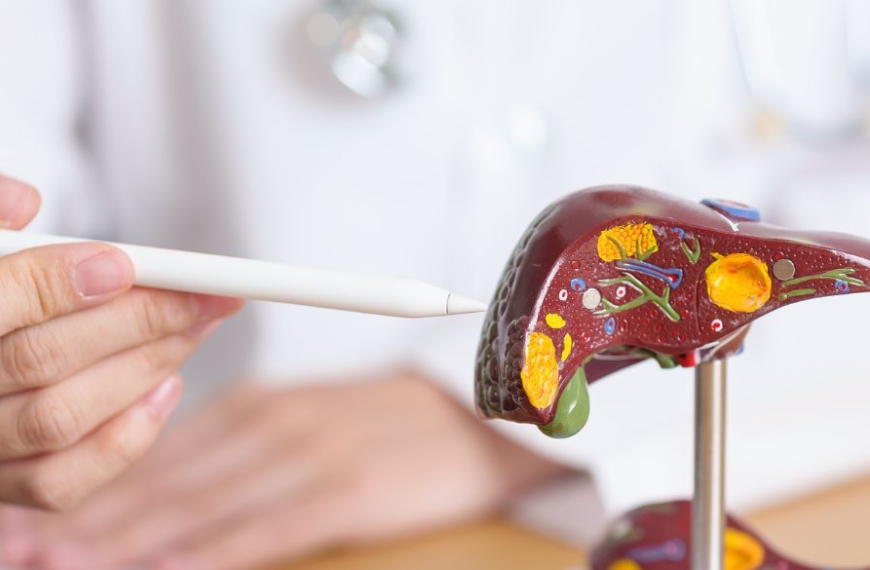 Doctor explaining hepatitis to a patient with a plastic liver model